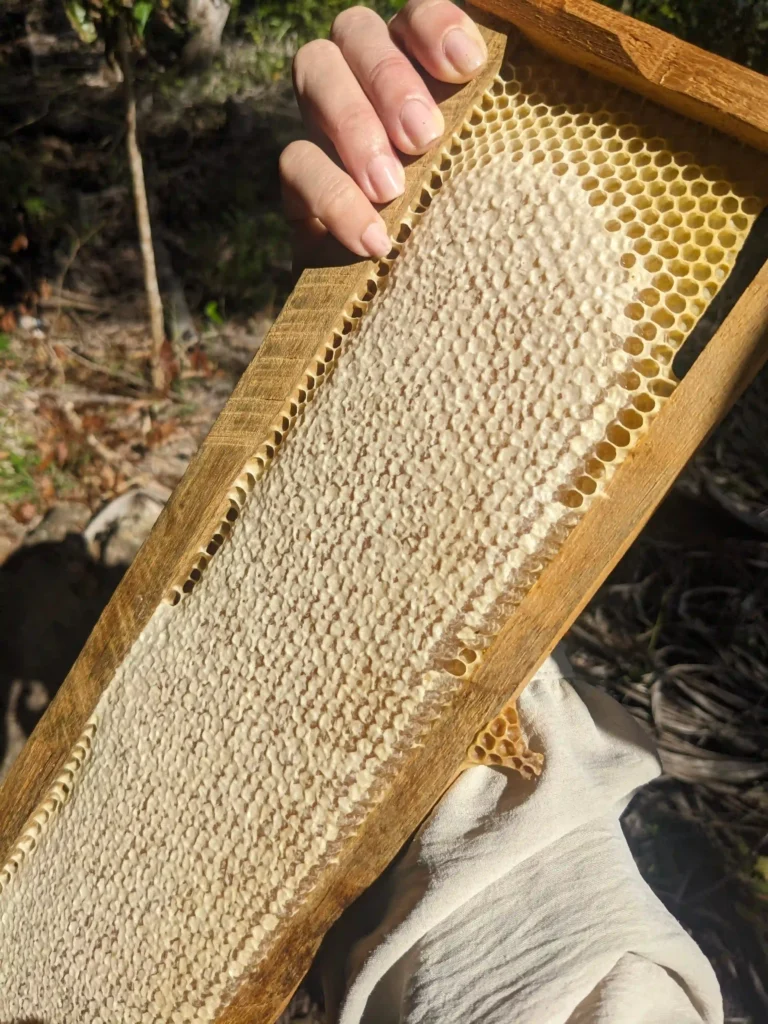 Cómo se produce la cera de abejas. Descubre cómo se crea y por qué su recolección ética ayuda a las colmenas. Leer mas... panal de cera de abeja operculo de ecra de abeja. velas hechas de pura cera de abeja en lucy´s luz desde españa