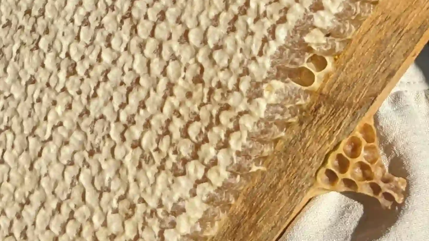 Cómo se produce la cera de abejas. Descubre cómo se crea y por qué su recolección ética ayuda a las colmenas. Leer mas... panal de cera de abeja operculo de ecra de abeja. velas hechas de pura cera de abeja en lucy´s luz desde españa